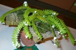 Bilde Huset Blomster Komet Orkide, Betlehemsstjernen Orkide urteaktig plante (Angraecum), hvit