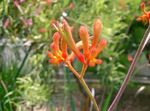 Photo des fleurs en pot Patte De Kangourou herbeux (Anigozanthos flavidus), orange