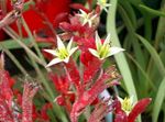 სურათი სახლი ყვავილები Kangaroo Paw ბალახოვანი მცენარე (Anigozanthos flavidus), წითელი