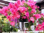 Photo Paper Flower shrub (Bougainvillea), pink