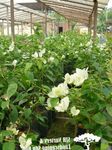 Photo Paper Flower shrub (Bougainvillea), white