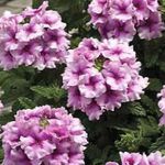照 楼花 马鞭草 草本植物 (Verbena Hybrida), 紫丁香