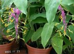 fénykép Ház Virágok Táncoló Hölgy lágyszárú növény (Globba-winitii), halványlila