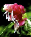 фотографија Затворене Цветови Црвена Шкампи Биљка грмови (Beloperone guttata), бео