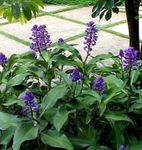 Foto Unutarnja Cvjetovi Plavi Đumbir zeljasta biljka (Dichorisandra), plava