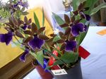 foto Casa de Flores Zygopetalum planta herbácea , azul escuro