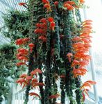 Foto Flores de salón Columnea, Planta Fuego Nórdico, Vid Peces De Colores colgantes , rojo