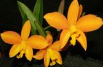 Photo House Flowers Laelia herbaceous plant , yellow