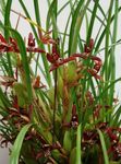 フォト ハウスフラワーズ ココナッツパイ蘭 草本植物 (Maxillaria), クラレット