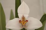 снимка Интериорни цветове Кокосово Пай Орхидея тревисто (Maxillaria), бял