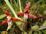 fotoğraf Hindistan Cevizi Pasta Orkide özellikleri
