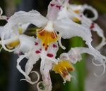 φωτογραφία Εσωτερικά λουλούδια Τίγρης Ορχιδέα, Κρίνος Της Κοιλάδας Ορχιδέα ποώδη (Odontoglossum), λευκό