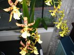 fénykép Tigris Orchidea, Gyöngyvirág Orchidea lágyszárú növény (Odontoglossum), sárga