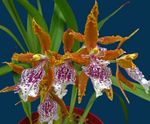 снимка Тигър Орхидея, Момина Сълза Орхидея характеристики