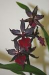 Фото Домашние Цветы Одонтоглоссум травянистые (Odontoglossum), бордовый