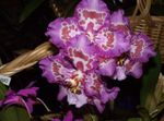 Nuotrauka Namas Gėlės Tigras Orchidėja, Pakalnutė Orchidėjų žolinis augalas (Odontoglossum), alyvinis