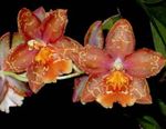 fénykép Tigris Orchidea, Gyöngyvirág Orchidea lágyszárú növény (Odontoglossum), piros