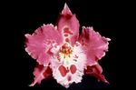 φωτογραφία Εσωτερικά λουλούδια Τίγρης Ορχιδέα, Κρίνος Της Κοιλάδας Ορχιδέα ποώδη (Odontoglossum), ροζ
