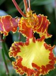 Šokiai Panele Orchidėja, Cedros Bičių, Leopardas Orchidėja