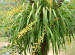 Фото Домашні Квіти Онцідіум трав'яниста (Oncidium), жовтий