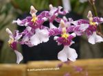 fénykép Ház Virágok Táncoló Hölgy Orchidea, Cedros Méh, Leopárd Orchidea lágyszárú növény (Oncidium), halványlila