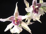 Фото Домашні Квіти Онцідіум трав'яниста (Oncidium), білий