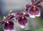 fénykép Ház Virágok Táncoló Hölgy Orchidea, Cedros Méh, Leopárd Orchidea lágyszárú növény (Oncidium), lila