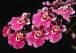 fénykép Ház Virágok Táncoló Hölgy Orchidea, Cedros Méh, Leopárd Orchidea lágyszárú növény (Oncidium), rózsaszín