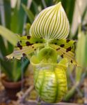Orhidee Papuc