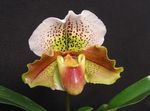 fotoğraf Evin çiçekler Terlik Orkide otsu bir bitkidir (Paphiopedilum), kahverengi