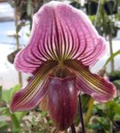 fotoğraf Evin çiçekler Terlik Orkide otsu bir bitkidir (Paphiopedilum), mor