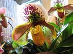 fotografie Flori de Casa Orhidee Papuc planta erbacee (Paphiopedilum), galben