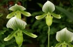 fotografie Flori de Casa Orhidee Papuc planta erbacee (Paphiopedilum), verde