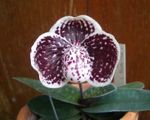 fotoğraf Evin çiçekler Terlik Orkide otsu bir bitkidir (Paphiopedilum), koyu kırmızı
