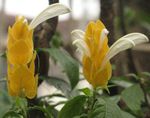 Жълто Скариди Растение, Златна Скариди Растение, Близалка За Растителна