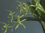 foto I fiori domestici Coelogyne erbacee , verde