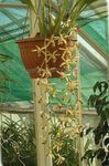 Bilde Huset Blomster Coelogyne urteaktig plante , gul