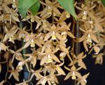 fotoğraf Evin çiçekler Coelogyne otsu bir bitkidir , kahverengi