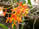 φωτογραφία Εσωτερικά λουλούδια Κουμπότρυπα Ορχιδέα ποώδη (Epidendrum), πορτοκάλι