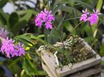 Photo des fleurs en pot Orchidée Boutonnière herbeux (Epidendrum), lilas