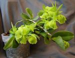 fotoğraf Evin çiçekler Ilik Orkide otsu bir bitkidir (Epidendrum), yeşil