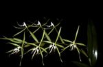 φωτογραφία Εσωτερικά λουλούδια Κουμπότρυπα Ορχιδέα ποώδη (Epidendrum), πράσινος