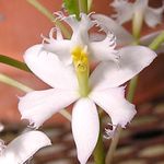 Photo des fleurs en pot Orchidée Boutonnière herbeux (Epidendrum), blanc