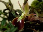 φωτογραφία Εσωτερικά λουλούδια Κουμπότρυπα Ορχιδέα ποώδη (Epidendrum), καφέ