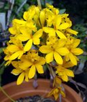 φωτογραφία Εσωτερικά λουλούδια Κουμπότρυπα Ορχιδέα ποώδη (Epidendrum), κίτρινος