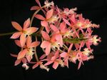 Фото Домашние Цветы Эпидендрум травянистые (Epidendrum), розовый