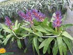 Photo House Flowers Silver Vase, Urn Plant, Queen of the Bromeliads (Aechmea), purple