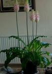 fénykép Ház Virágok Erdei Liliom lágyszárú növény (Veltheimia), rózsaszín