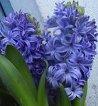 Bilde Hyacinth kjennetegn