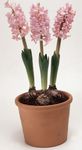 照 楼花 风信子 草本植物 (Hyacinthus), 粉红色